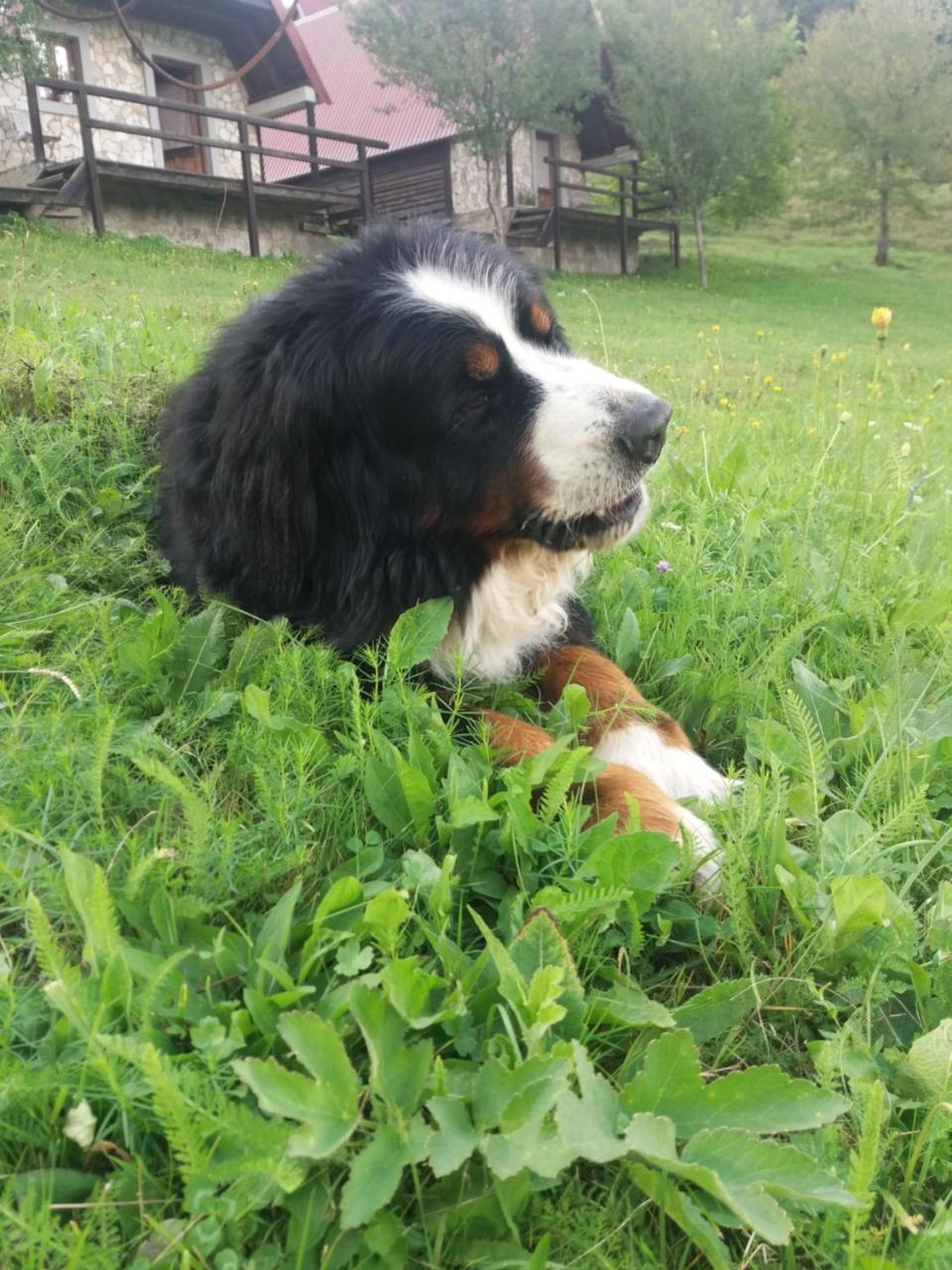 Etno Village Vojnik Savnik Екстериор снимка
